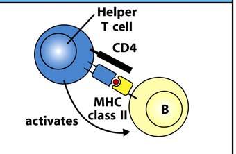 CD4 Une exposition plus longue à une cellule CD4 entraine aussi : expansion clonale de cellules cellules TCD4.