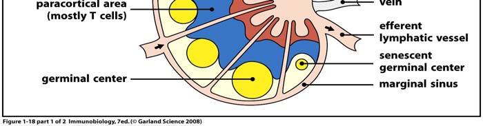 Sphère ORL, le terme de "cercle de Waldeyer" regroupe les amygdales palatines, les amygdales pharyngées, les amygdales linguales, les