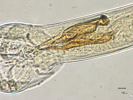 Trichostrongylus larves L3 phase