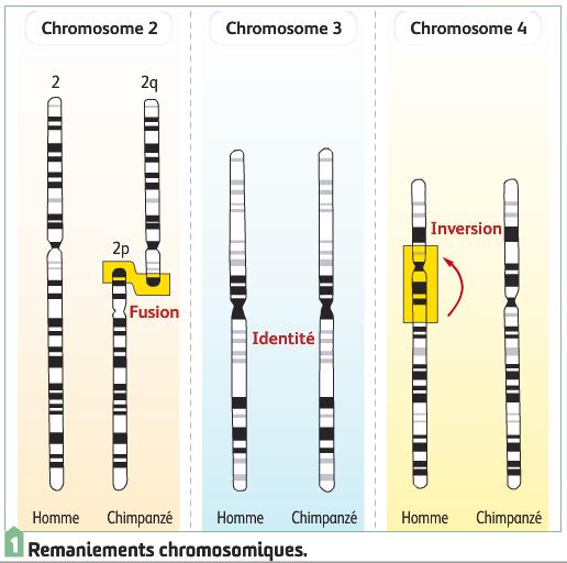 TD: Comparaison génétique Homme-chimpanzé Guide d exploitation : 2) En observant les bandes noires révélées par la technique d obtention du caryotype, on peut émettre l hypothèse que la paire numéro