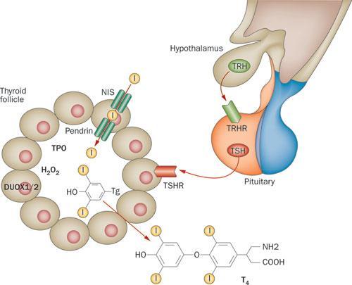 2-2 Les principaux sources de stress oxydant et leur activation Exemple des fonctions des NADPH oxydases Cas de DUOX et la synthèse des hormones thyroïdiens Iodure