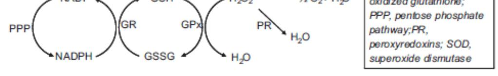 3-1 les antioxydants 3-1-1 les système glutathion (GSH) et son recyclage Le tripeptide GSH Oxydation et