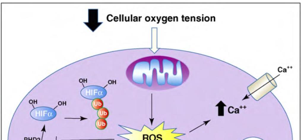 3-2 l'adaptation de la cellule aux stress oxydant (exemples) 3-2-2 le système HIFa