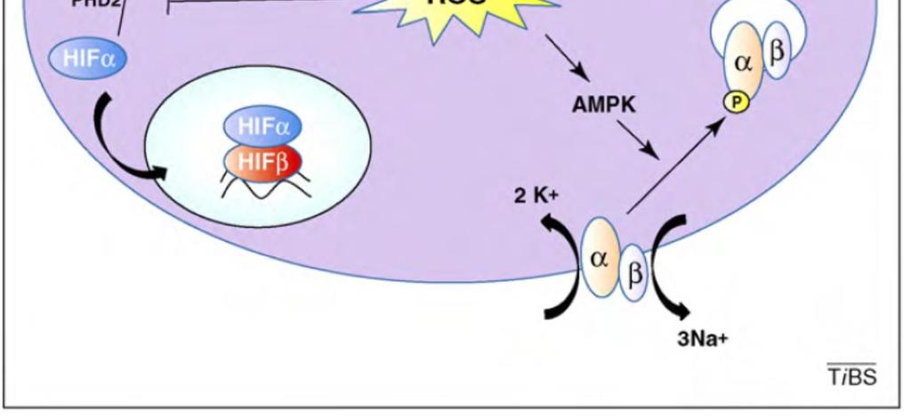 Les ROS bloquent l hydroxylation de HIF1α et la stabilisent HIF1α entre dans le noyau