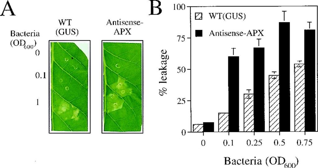 Enhanced HR cell death in transgenic tobacco plants expressing antisense RNA for capx. Ron Mittler et al.
