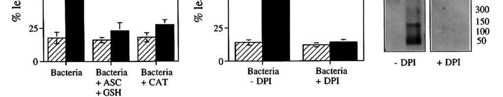 Antioxidants and an inhibitor of ROI generation during the HR suppress bacteria-induced cell death in transgenic plants with reduced capx