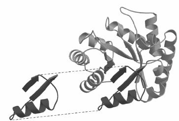 Structure des protéines Structure tertiaire: forme de la protéine entière Structure quaternaire: