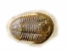 reconstruisent l histoire de la vie à l aide des fossiles qu ils découvrent.