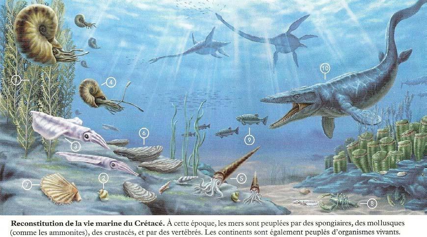 Ptérosaures (Dimorphodon) Bilan : La comparaison de la vie dans les mers à 2 époques différentes montre des différences importantes :Au fil