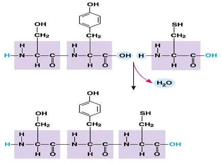 structure de base de l acide aminé