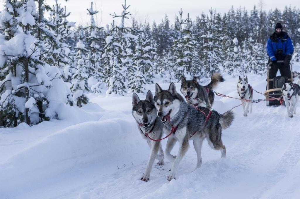 Lodge Svanstein Séjour multi-activités en Laponie suédoise, programme «Suprême» Saison 2015 Vous êtes à la recherche d un endroit hors du commun pour passer des vacances actives, seul, en groupe ou