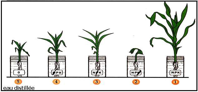 sels minéraux dans la vie d une plante : a- Expérience n 1 : b- Résultat : - Au contacte de avec ses poils absorbants, la plante reste en vie - Loin de