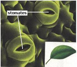 quand la plante a besoin d eau elle augment la pression osmotique du tissu vasculaire.