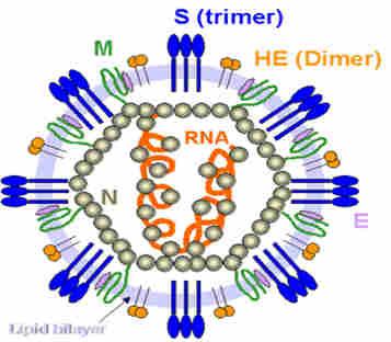Agent pathogène Coronavirus: Virus à ARN enveloppé de