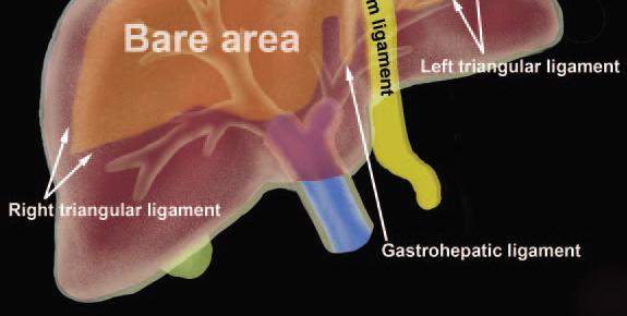anatomie Continuité latérale du ligament