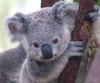 Le koala Le koala est un animal très gentil Il est vraiment doux avec