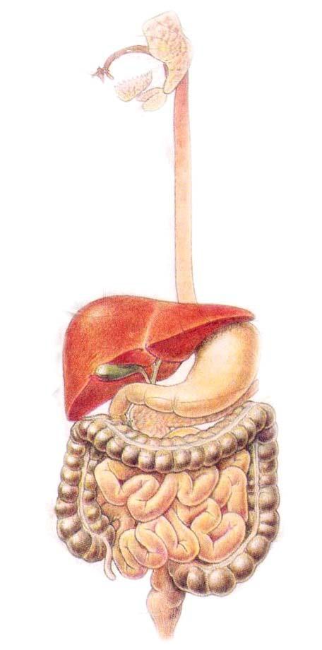 Cadre n 18 Des organes de la digestion à l'appareil digestif Consigne : Découpe les cadres n 9,14 et 17.
