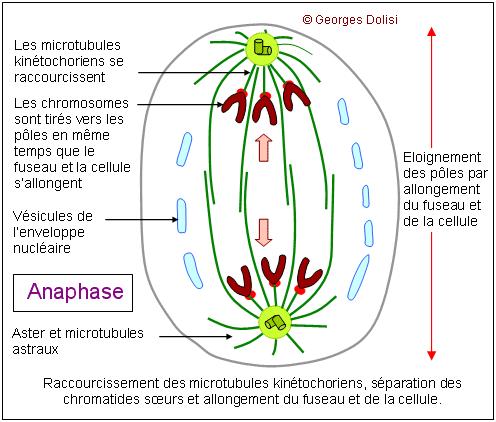 Le déroulement de la mitose b) Métaphase (du grec meta = entre) En début de métaphase, le fuseau mitotique, constitué de fibres de microtubules, se forme.