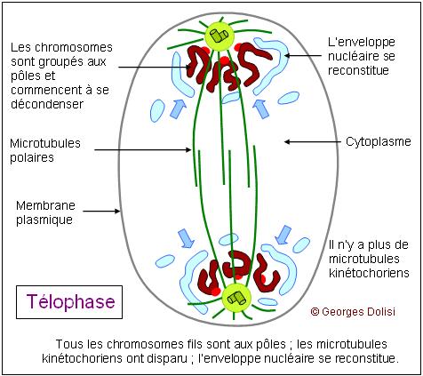 Le déroulement de la mitose d) Télophase (du grec teleos = fin) L'enveloppe nucléaire, le réticulum