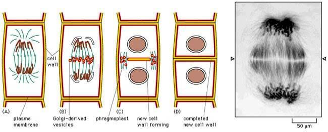 Chez les cellules végétales, la paroi se reconstitue progressivement sous la forme d'un