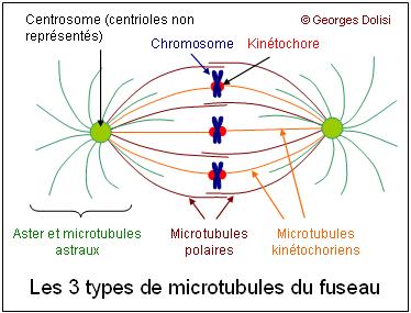 La dynamique des microtubules lors de la métaphase et