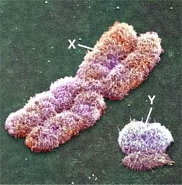 Les cellules procaryotes et eucaryotes 2. Le partage équitable du matériel génétique : la mitose 3.