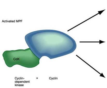 Les principales fonctions du Mitosis Promoting Factor Phosphorylation des fragmentation de l enveloppe