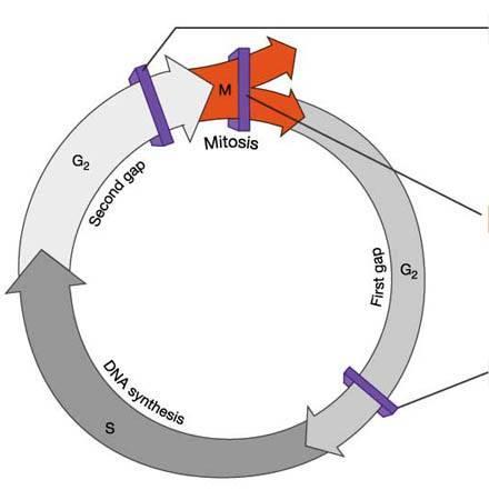 Les points de transition essentiels du cycle cellulaire Transition G2/M dépassée si la réplication est achevée avec succès et sans lésion de l