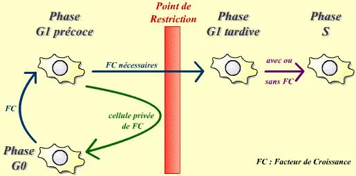 Transition G1/S dépassée si les facteurs de croissance provenant des autres cellules sont présents, si les conditions nutritionnelles sont