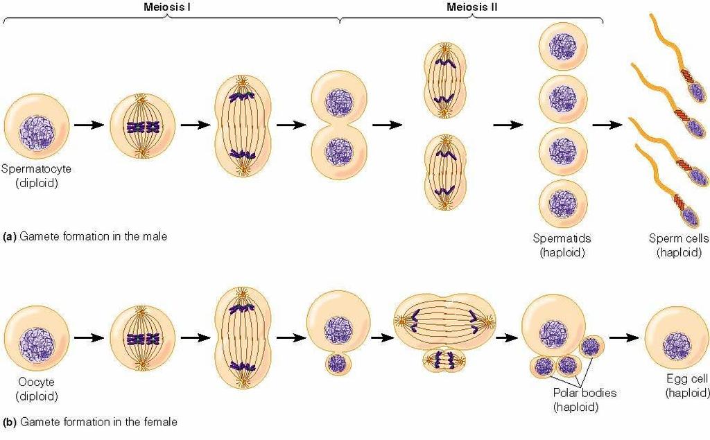 La production des gamètes humains Fécondation Dégénérescence La production d un grain de pollen Prophase I