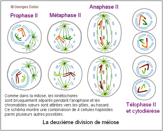Le brassage INTER-chromosomique lors de la deuxième division Plan du cours 1. Les cellules procaryotes et eucaryotes 2.