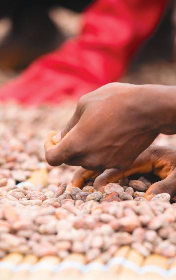 PARCE QU IL N Y A PAS DE BON CHOCOLAT SANS BON CACAO CÉMOI s engage en faveur d un cacao durable à travers son programme, TRANSPARENCE CACAO, qui regroupe 60 000 planteurs et leurs familles,