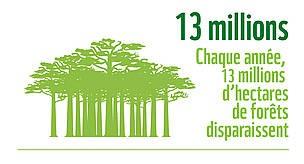 2 ) Impacts direct de l'action humaine -Activité : La destruction des écosystèmes, la déforestation.