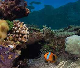 Corallien et insulaire > Trois catégories de récifs coralliens sont présentes dans la ZEE : des récifs d îles océaniques, des atolls et des bancs.