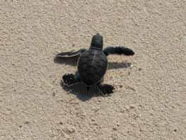 DES ÉCOSYSTÈMES INTERCONNECTÉS Tortue femelle adulte remontant pondre sur une plage des atolls d Entrecasteaux et tortue fraîchement sortie du nid rejoignant l océan.