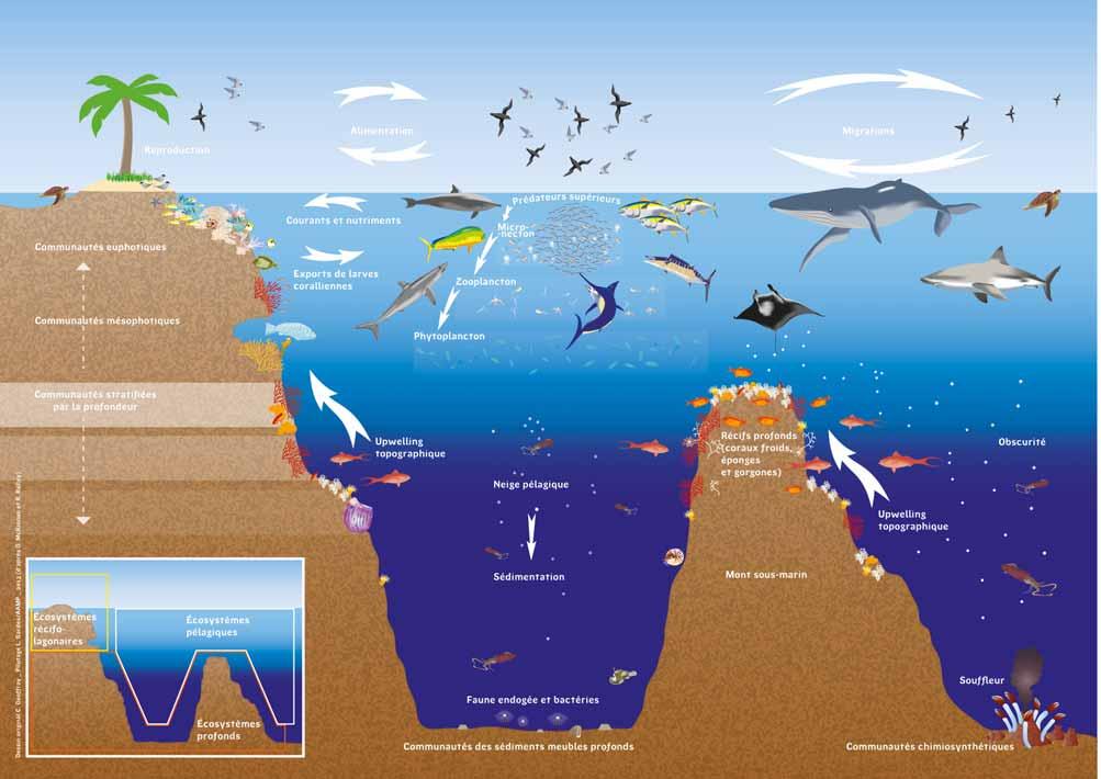 La diversité des relations entre les écosystèmes pélagiques, profonds et coralliens Les relations entre les différents écosystèmes sont multiples : flux