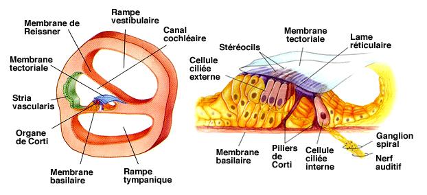 Cochlée Organe