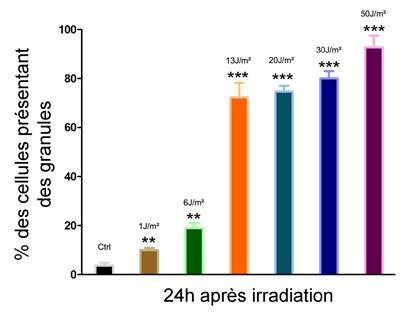 Figure III. 3 : Cinétique d apparition des granules cytoplasmiques, 24h après l irradiation au UVC à différentes doses chez la lignée cellulaire 3T3.