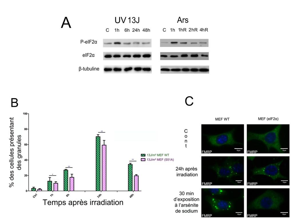 Figure III. 13 : Les granules induits par UV se forment indépendamment de la phosphorylation du facteur eif2α.
