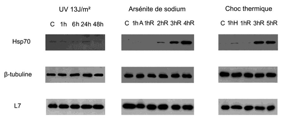 irradiation aux UV les protéines ne sont pas trop affectées et cela ne nécessite pas l action de HSP70 pour replier les protéines Figure III.