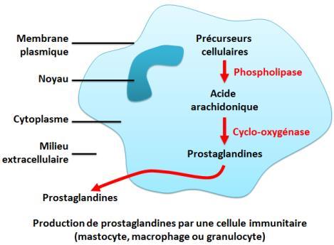 Document 4 : Histamine et vasodilatation : Le graphique présente l évolution de la vasodilatation en réponse à l injection de doses croissantes d histamine (de 10-10 à 10-5 mol) dans l artère