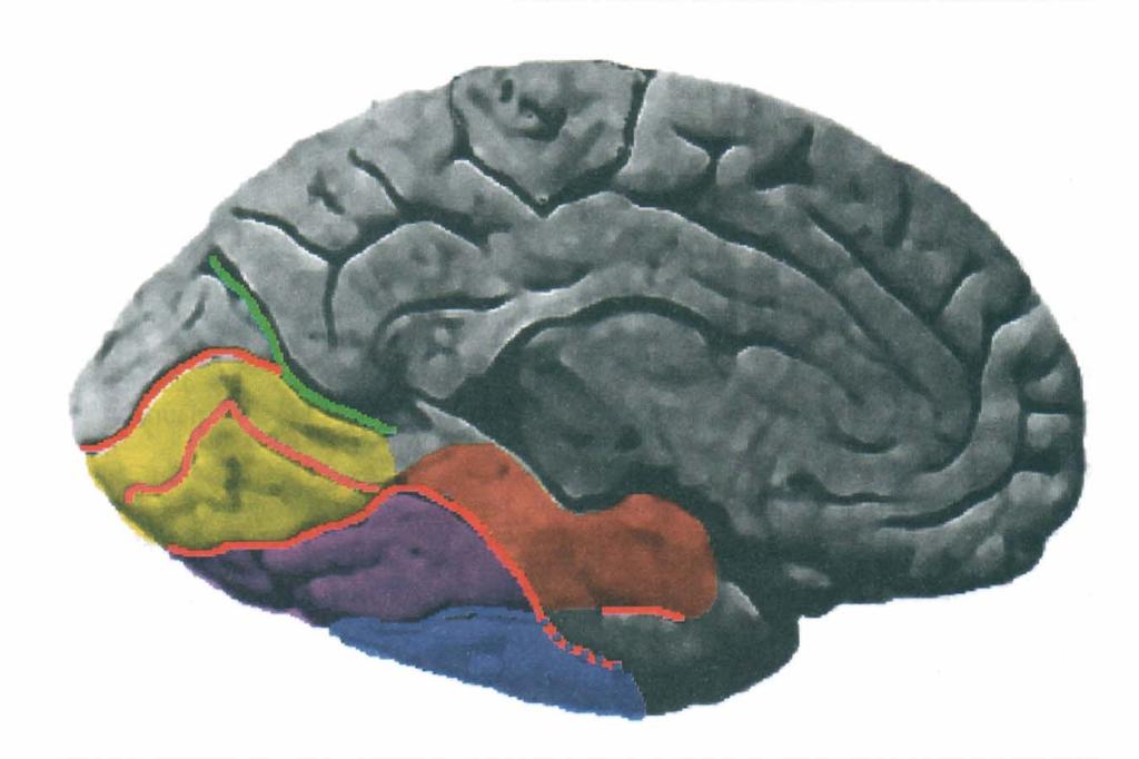 Lobe Occipital : Face Inférieure Interne Sillon du Lobe Lingual Sillon Pariéto- Occipital Gyrus Lingual Scissure Calcarine Gyrus