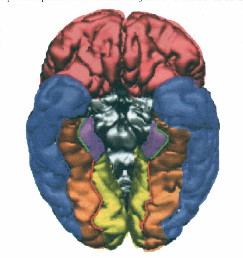 Gyrus Temporal Inférieur Face Inférieure Sillon Rhinal Région Hippocampique et para Hippocampique Gyrus