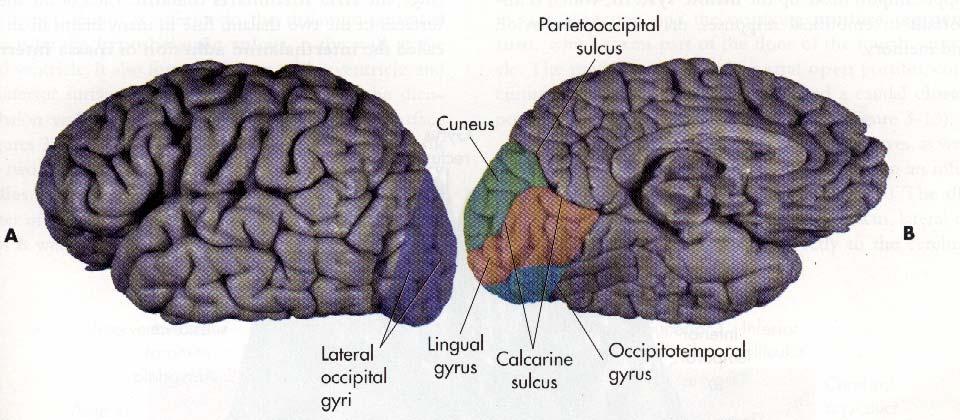 Lobe Occipital NECO