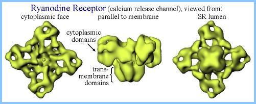 La machinerie calcique intracellulaire est complexe, sous le contrôle du couplage DHPR Récepteur de la ryanodine de
