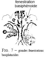 page 10 Grandes et petites fenestrations basiphénoïdes Elles sont à rechercher sur la face inférieure du crâne, en arrière du triangle des dents (plancher de la boîte crânienne).