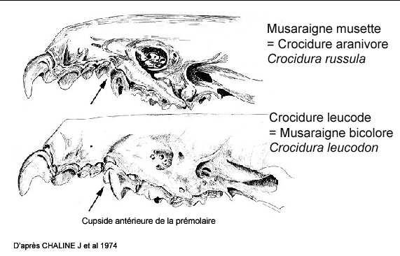 page 11 prémolaire tendant à être coalescente de la cupside médiane de cette dent. Crocidure leucode = Musaraigne bicolore (Crocidura leucodon). Peu dans les pelottes d'effraie.