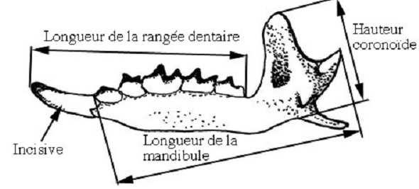 page 14 Les Musaraignes du genre Neomys 4 unicupsides et dents rouges (Crossopes) CRANES Rangée de dents sans interruption (pas de diastème) (sinon: Rongeurs).