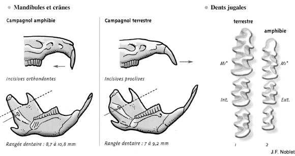 page 21! Taille moyenne : La longueur de la première molaire est inférieure à 5 mm. La longueur de la rangée de molaires vaut environ 8 mm. La longueur de la mandibule varie entre 20 et 26 mm.