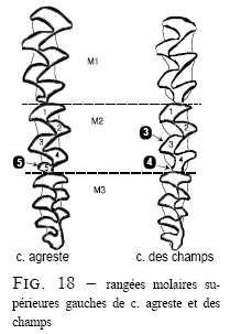 page 25 M 2 avec 5 triangles isolés : Campagnol agreste Monat et Pustoc'h 2001 2.2.1- Le foramen incisivum se rétrécit progressivement d'avant en arrière et s'étend vers l'arrière en forme de poire.